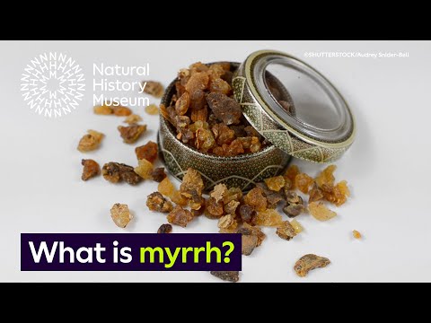 What is myrrh? | Natural History