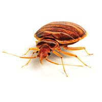 Pest Control & Termite Control Services